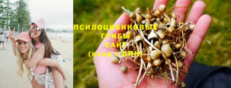 Псилоцибиновые грибы Magic Shrooms  купить закладку  Касли 